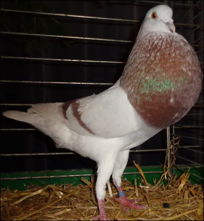 Quelle est la race de ce pigeon ?