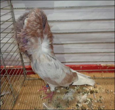 Comment se nomme cette variété ?