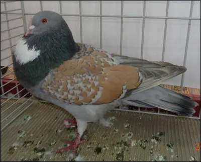 Quelle est la race de ce pigeon ?