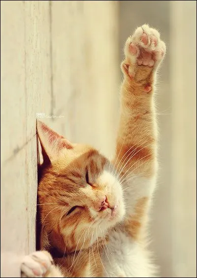 "Le flatteur est un chat qui lèche par-devant et égratigne par-derrière." C'est un proverbe :