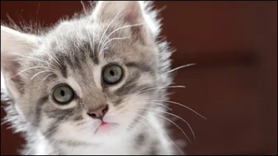 Quelle actrice interprète le rôle-titre dans le film de 2004 "Catwoman" ?