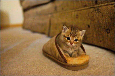 Citation de Dave Barry : Les chiens ont des maîtres, les chats ...