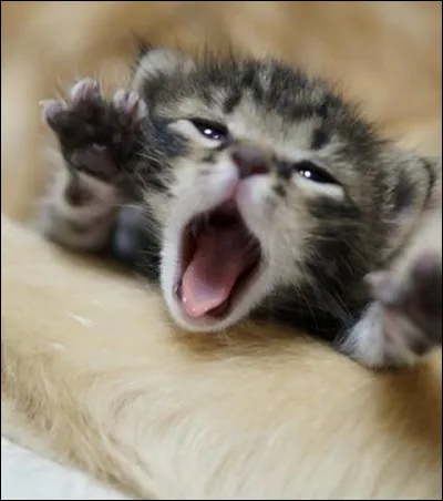 Que disent un chat et une chatte amoureux ?