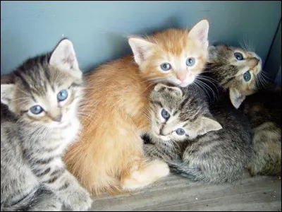 Comment s'appelle la chatte du film "L'Incroyable Voyage", des studios Disney ?