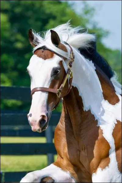 Skewball est un cheval...