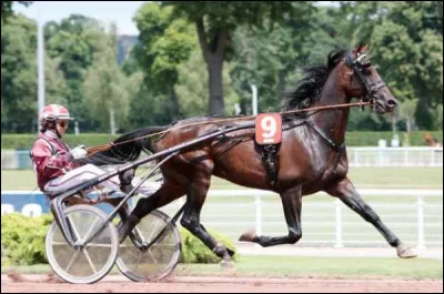 Je suis un trotteur, ma mère s'appelle Chili Khan et mon père Korean. Je suis né en Suède et j'ai la robe bai. J'ai couru 76 courses et j'ai été victorieux 31 fois. Qui suis-je ?