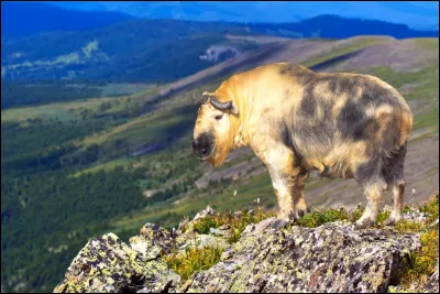 La bouddhisme y est présent depuis :
