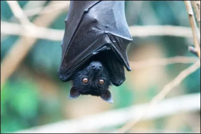 Ce nouveau virus est apparenté à un coronavirus de chauves-souris :