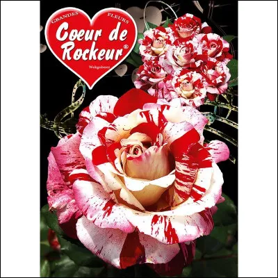 "Coeur de rocker" est une chanson de...