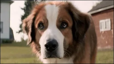 Issu de "mes vies de chien", c'est :