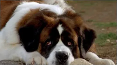 C'est un saint-bernard :