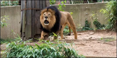 Qu'est-ce que le pied-de-lion ?