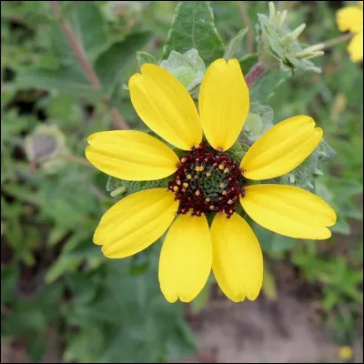 &Agrave; quel jazzman doit-on le titre "Petite fleur" ?