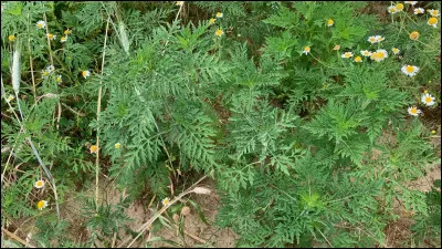 &Agrave; partir de quelle plante fabrique-t-on le cocuy ?