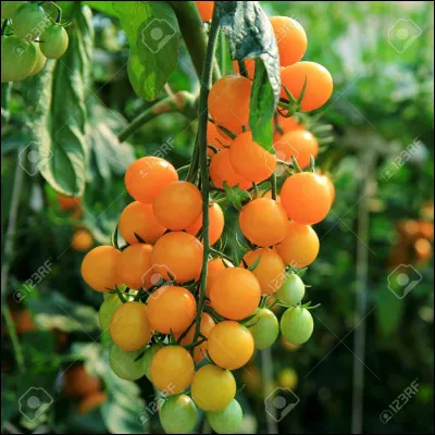 Dans quel pays pousse principalement le guarana ?