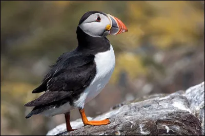 Quel nom accole-t-on généralement à ce macareux ?
