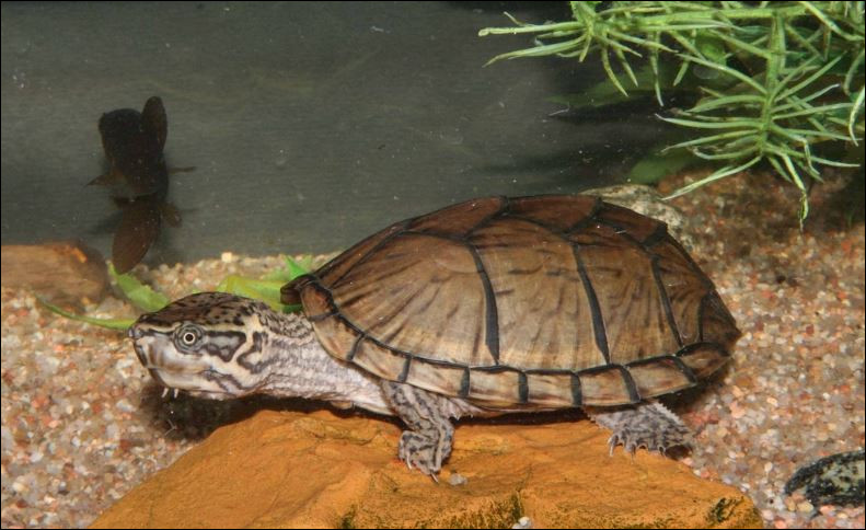 Pouvez-vous me dire comment cette espèce de tortue est-elle nommée ?