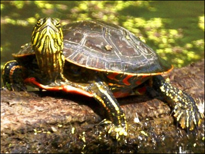 Quel est le nom de l'espèce à laquelle cette tortue appartient ?