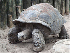 Et cette tortue-ci, comment la nommeriez-vous ?