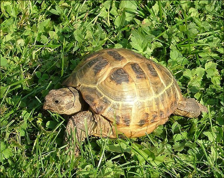 Quelle est cette espèce de tortue ?