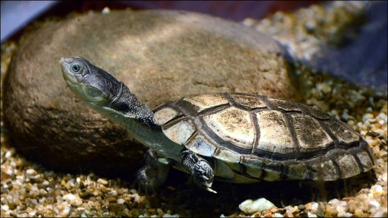 Quel est le nom de cette tortue d'eau ?