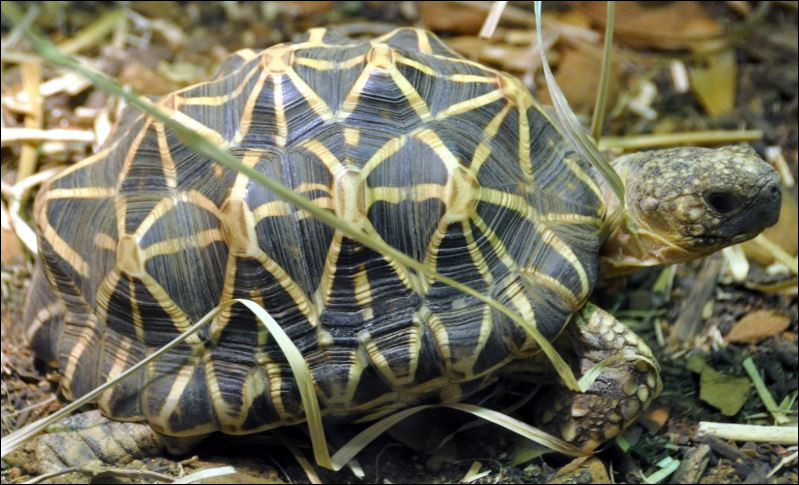 Comment cette tortue terrestre est-elle nommée ?