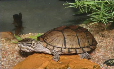 Pouvez-vous me dire comment cette espèce de tortue est-elle nommée ?