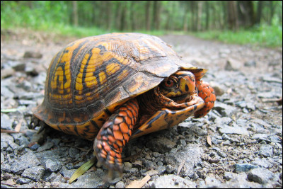 Comment appelle-t-on ce type de tortue ?