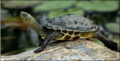 Quel est le nom de cette espèce-ci ?