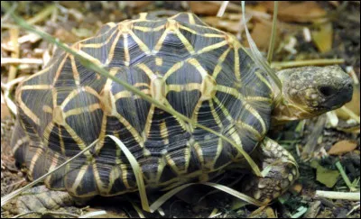 Comment cette tortue terrestre est-elle nommée ?