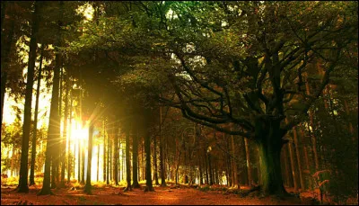 Dans quel pays peut-on visiter cette forêt ?