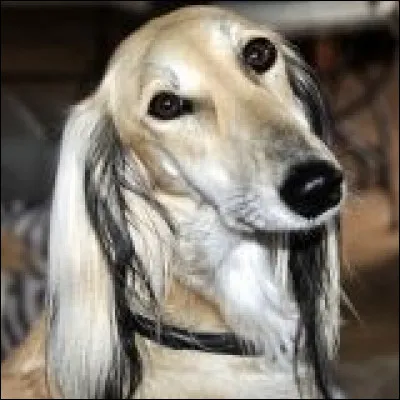 Quelle est la race de ce chien ?