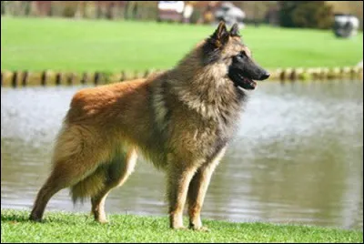 Quelle est la race de ce chien ?