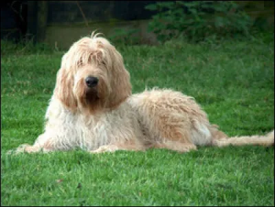 Quelle est la race de ce chien ?