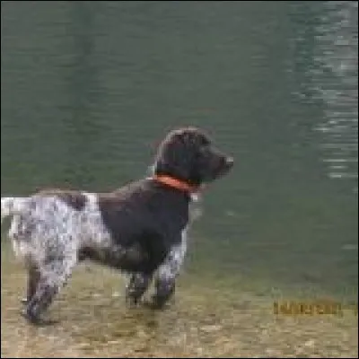 Quelle est la race de ce chien ?