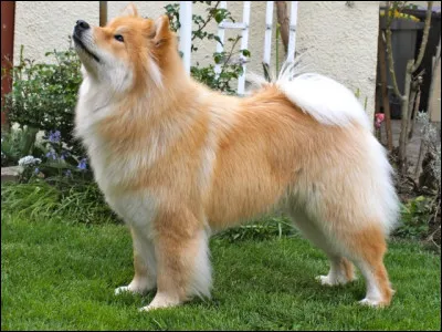 Quelle est la race de ce chien ?