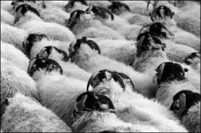 Que veut dire l'expression être un mouton de Panurge" ?