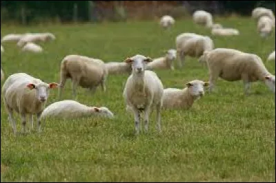 Au début de l'histoire, à qui appartiennent les moutons ?