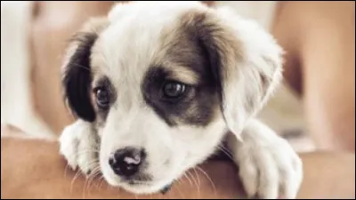 Dans ce roman, à Dartmoor, en Angleterre, un mystérieux chien fait parler de lui, Sherlock Holmes et le docteur Watson enquêtent !