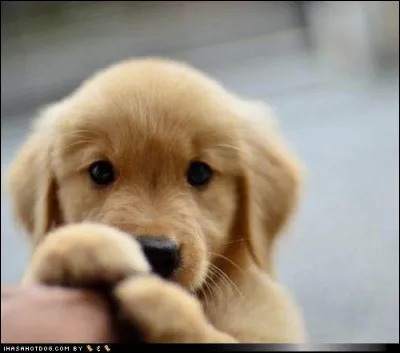 Studios Disney : Comment se nomme Dingo en anglais ?