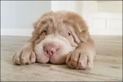 De quelle race est le chien qui accompagna le jeune caporal Rusty dans ses aventures ?