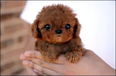 Qui a dit : Mon chien est athée, il ne croit plus en moi ?