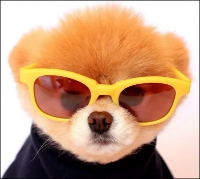 Dans ce film, ce gentil toutou se fait mordre par une chauve-souris, ce qui le rend un peu irritable !