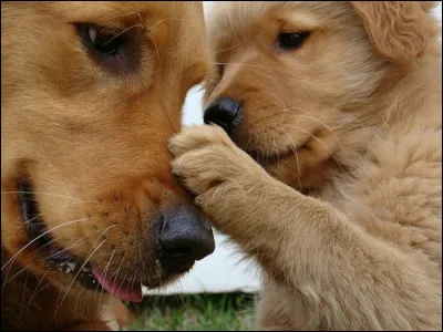 Comment s'appelle le chien à trois têtes de Rubeus Hagrid, gardien de la pierre philosophale, dans le tome 1 de la saga Harry Potter ?