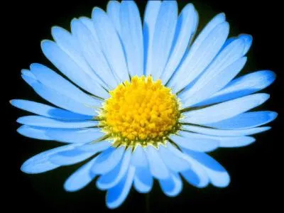 Quelle est cette image ?