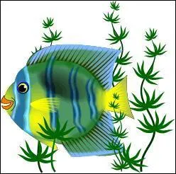 Quelle est cette image ?