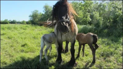 En équitation, à quoi correspondent "les galops" ?