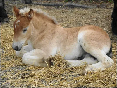 Lequel de ces trois mangas parle d'équitation et de chevaux ?