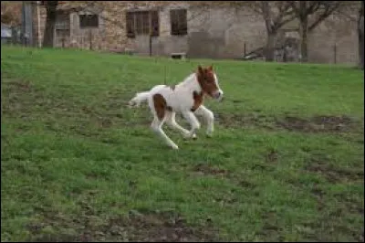 Vous souvenez-vous du nom du cheval de Lucky Luke ?