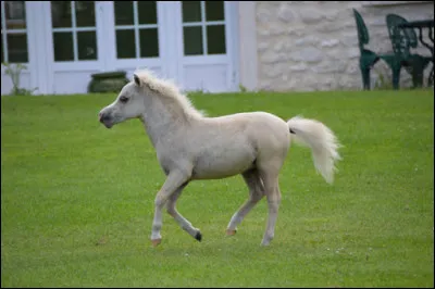 Quel célèbre cheval de courses d'obstacle a donné son nom à un film ?